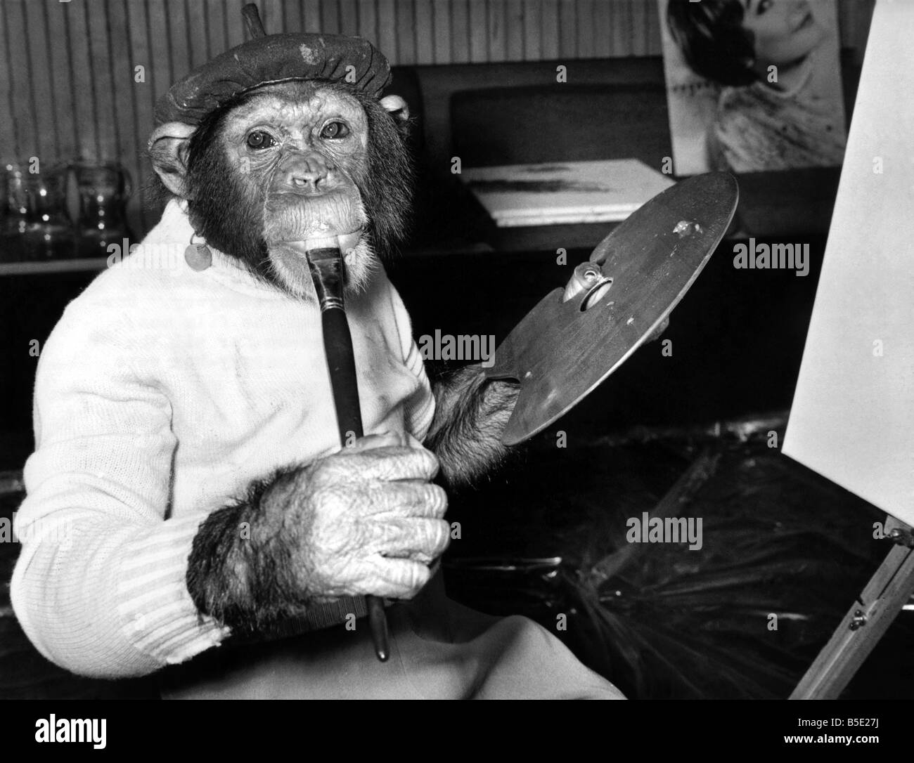 Mandy the chimp takes a liking to the paint and licks it off the brush with a winsome glance at the camera. ;September 1963 Stock Photo