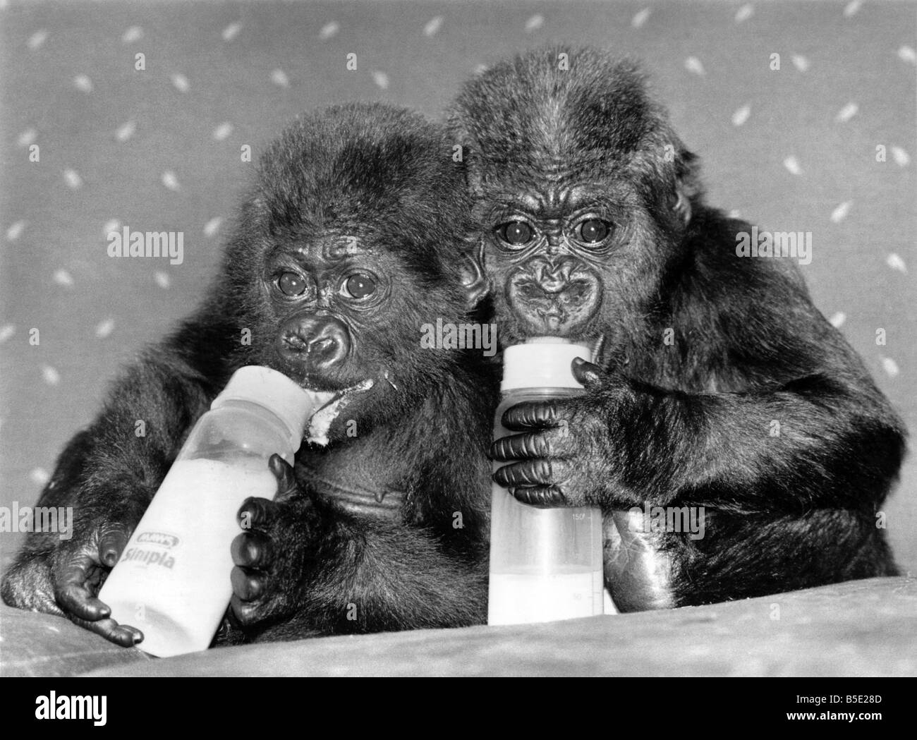 Two baby orphan gorillas Tamirilla (left) and Tambabi drinking milk