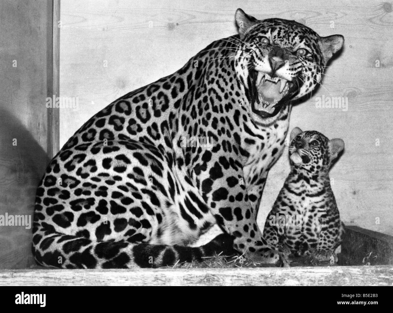 Lady Poms, a six-year-old jaguar. with her cub, now seven months old, born at Marwell Zoological Park in Hampshire. Sept. 1976 Stock Photo