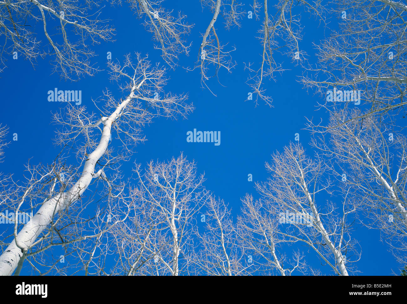 Bare aspen trees against a blue sky in the Dixie National Forest Utah USA R Rainford Stock Photo