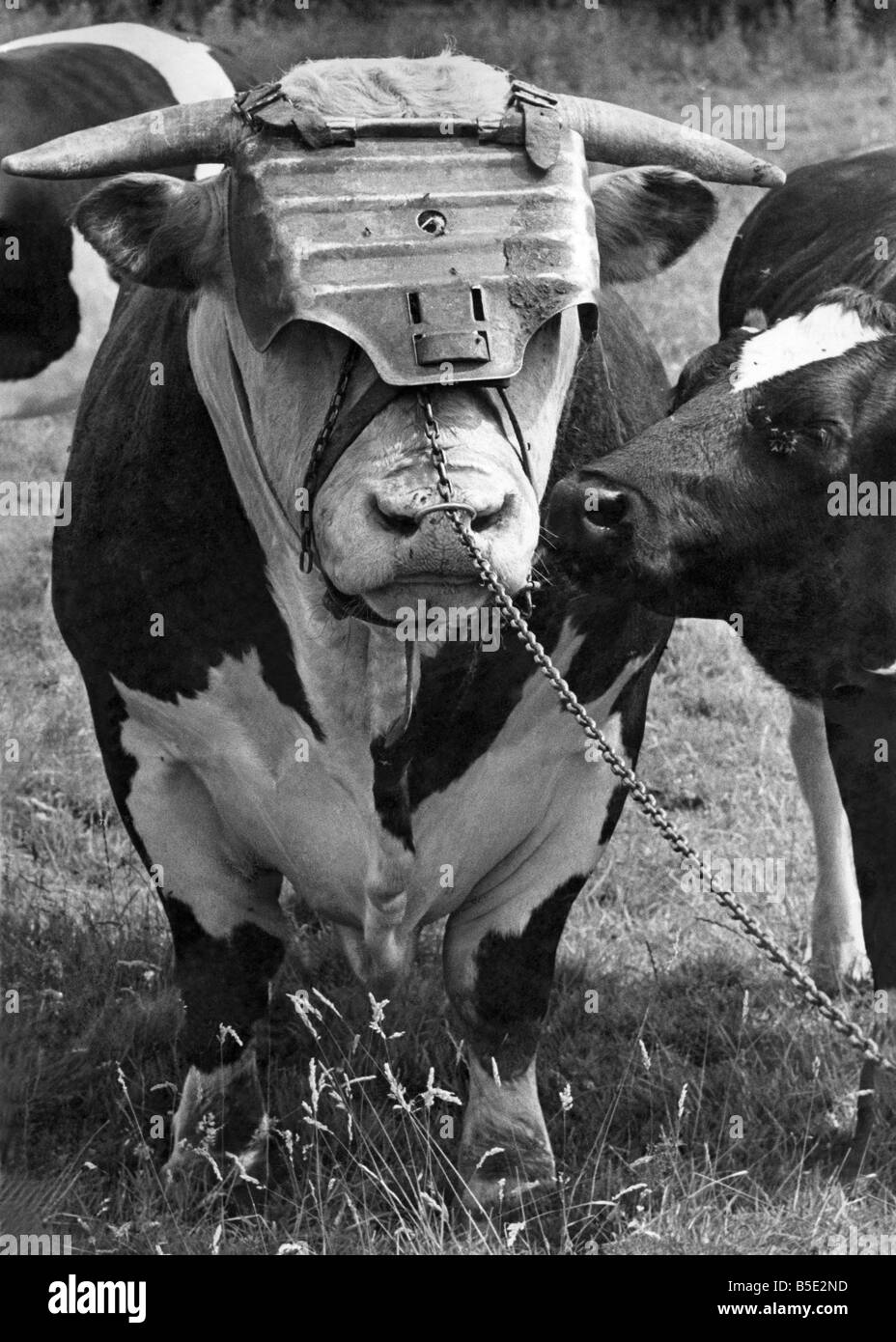 Boscobel Bill, a bull wearing a faceguard. August 1968 Stock Photo Alamy