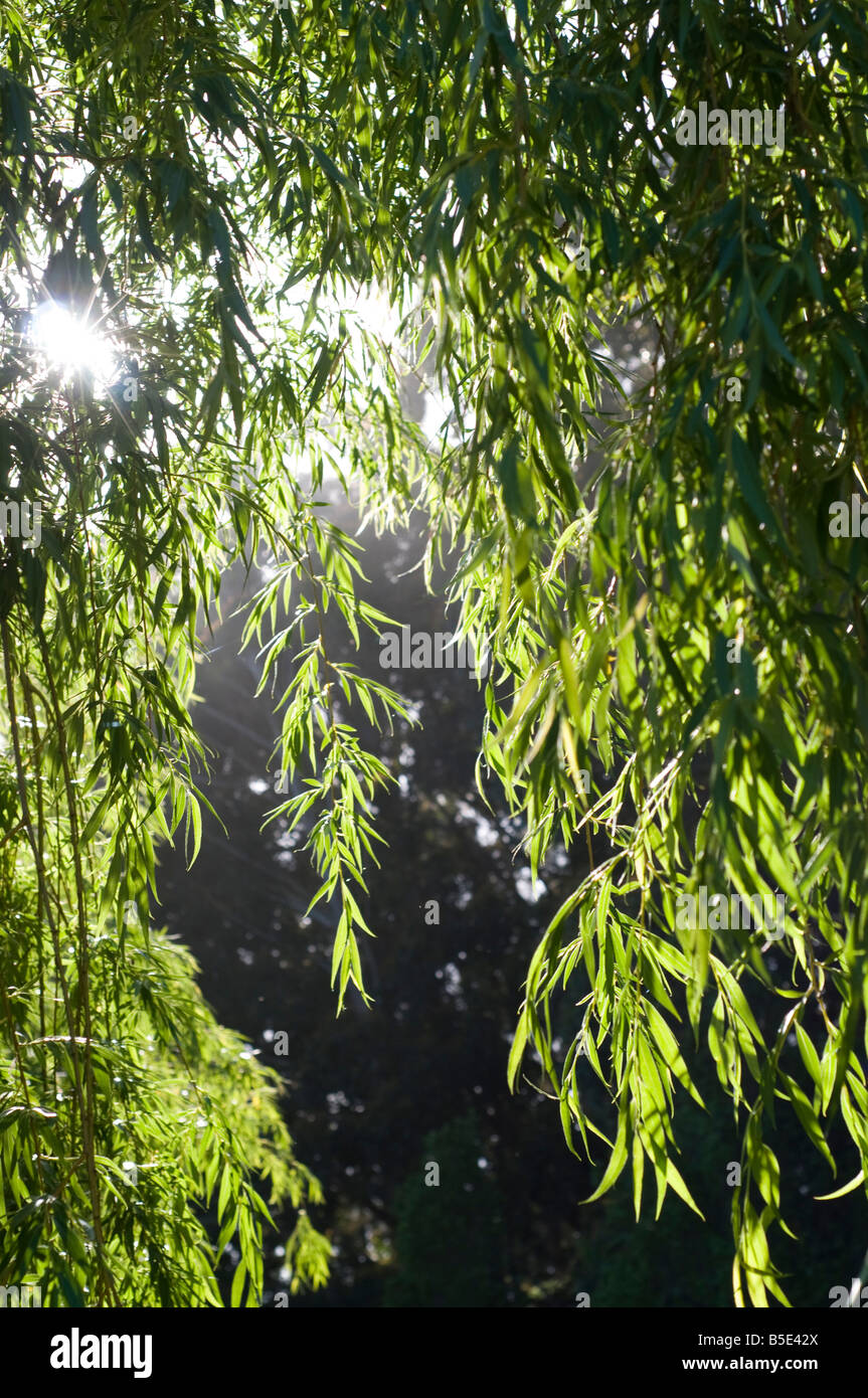 Large tree with overhanging branch hi-res stock photography and images ...