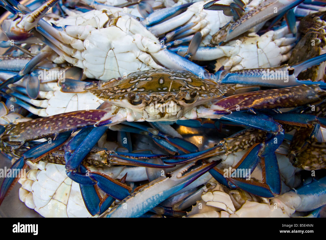 Crabs at the Fish Market in Alexandria Egypt Stock Photo Alamy