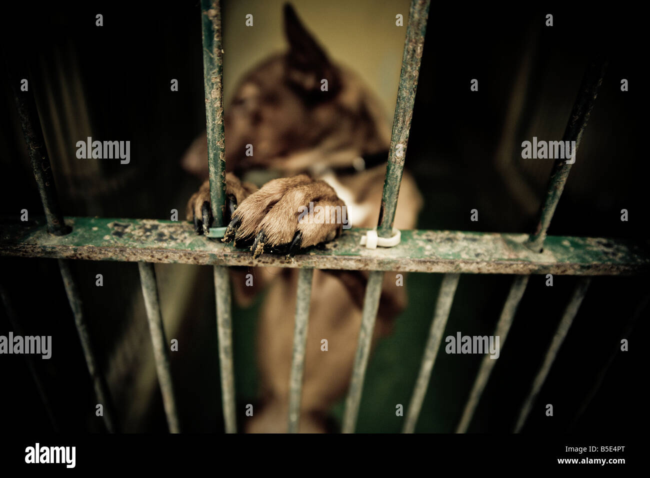 Close up of the paw of a dog behind bar. Stock Photo