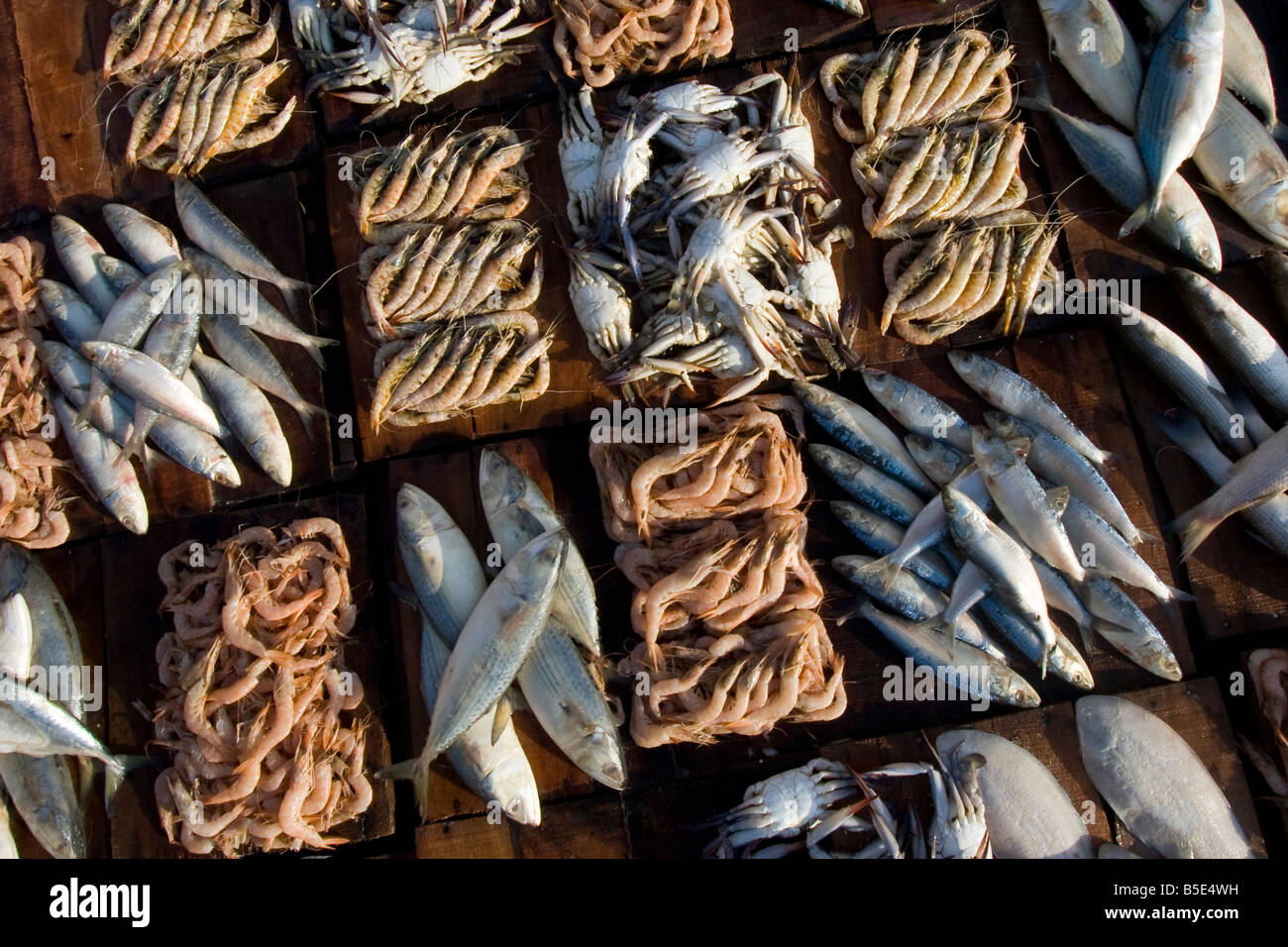 Anfushi Fish Market in Alexandria Egypt Stock Photo Alamy