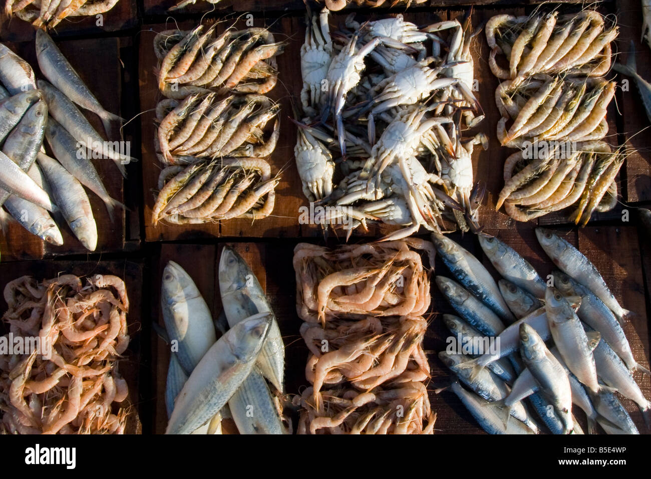 Anfushi Fish Market in Alexandria Egypt Stock Photo Alamy