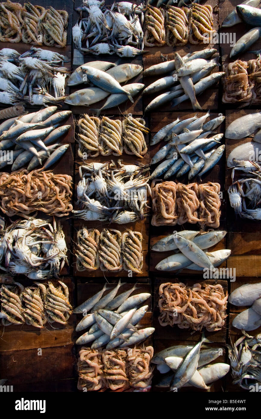 Anfushi Fish Market in Alexandria Egypt Stock Photo Alamy