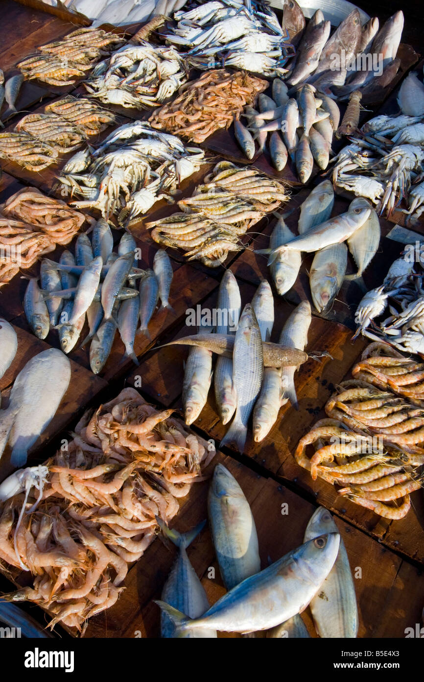 Anfushi Fish Market in Alexandria Egypt Stock Photo Alamy