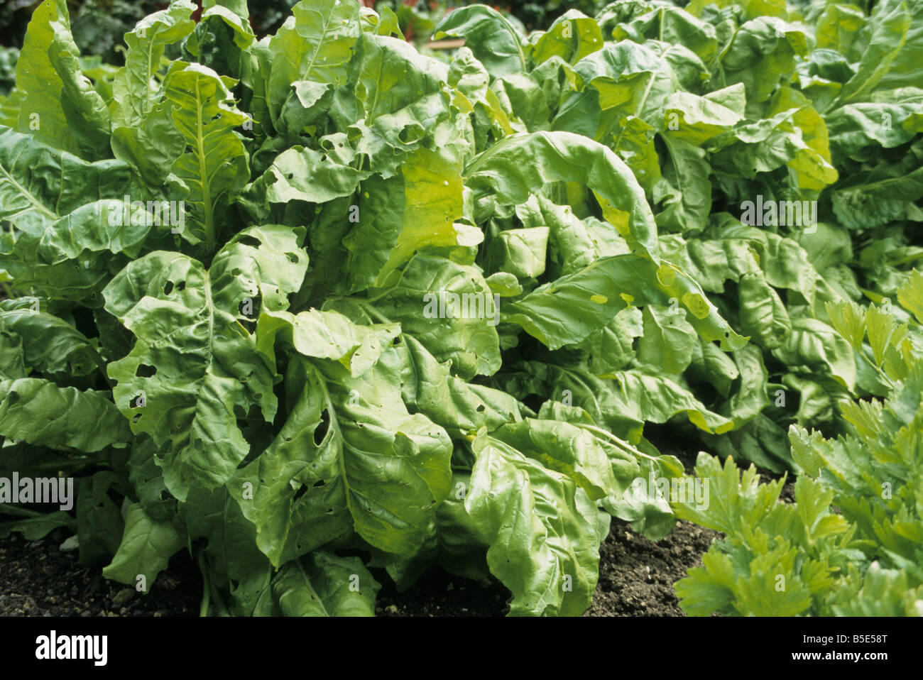 perpetual spinach growing on a vegetable patch Stock Photo Alamy