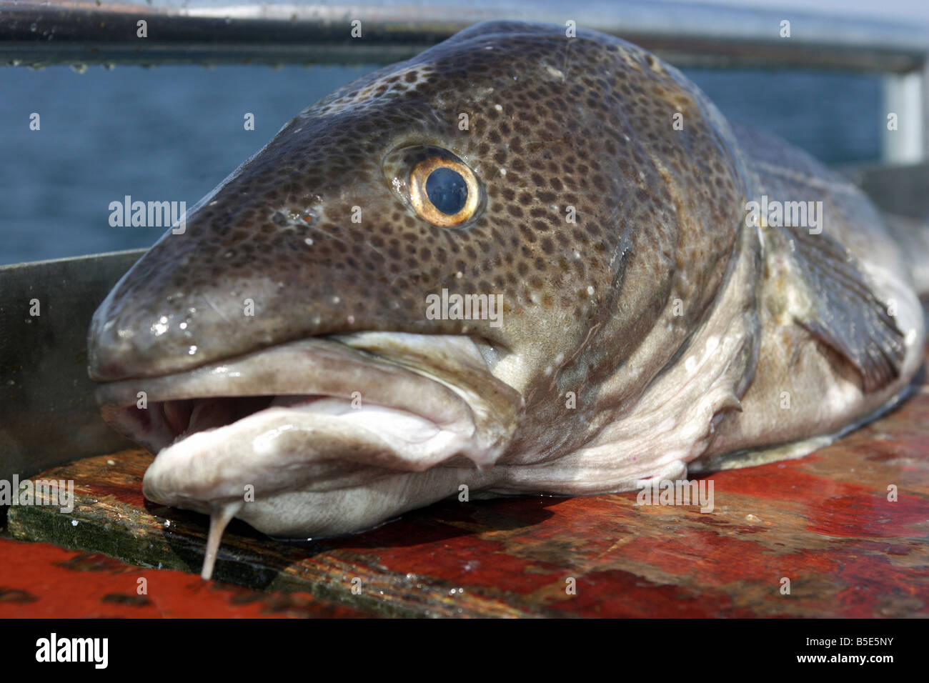 Head of a codfish Stock Photo Alamy