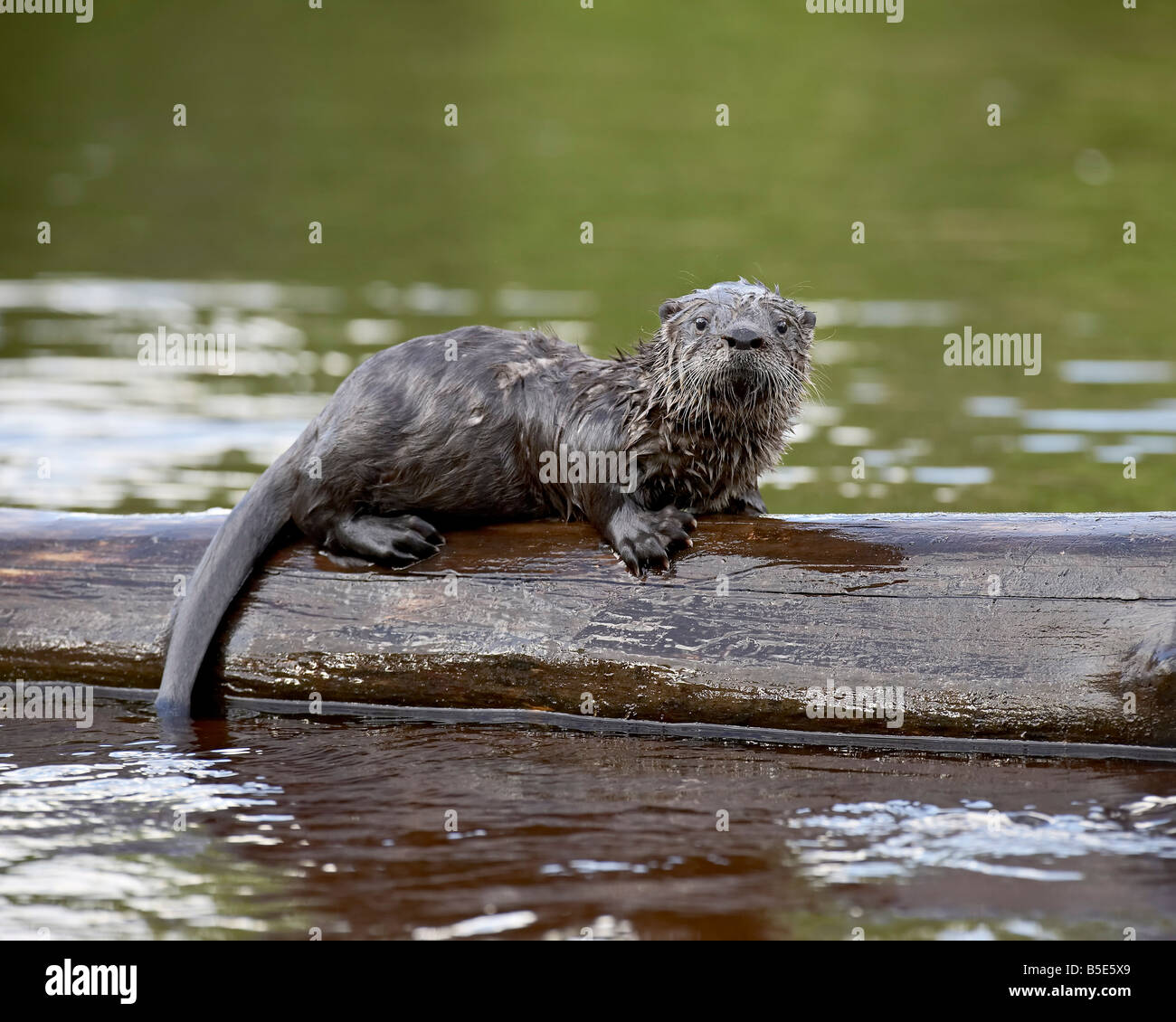 Captive baby river otter (Lutra canadensis), Sandstone, Minnesota, USA, North America Stock Photo