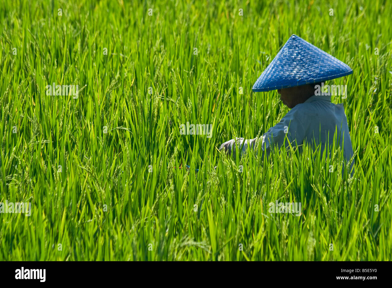 Rice Farming on Lombok Island in Indonesia Stock Photo