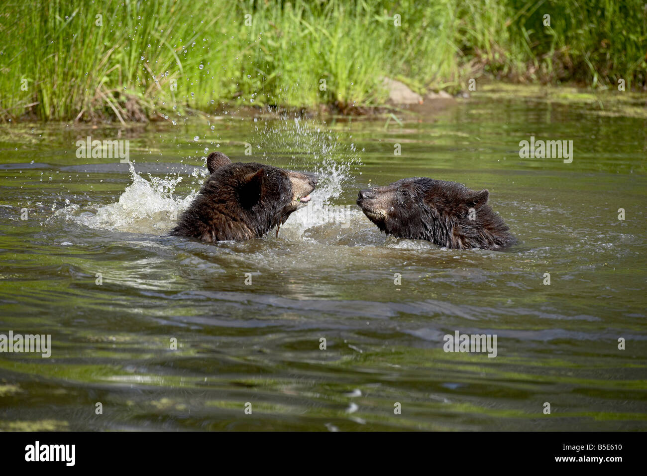 Two black bears (Ursus americanus) playing, in captivity, Sandstone
