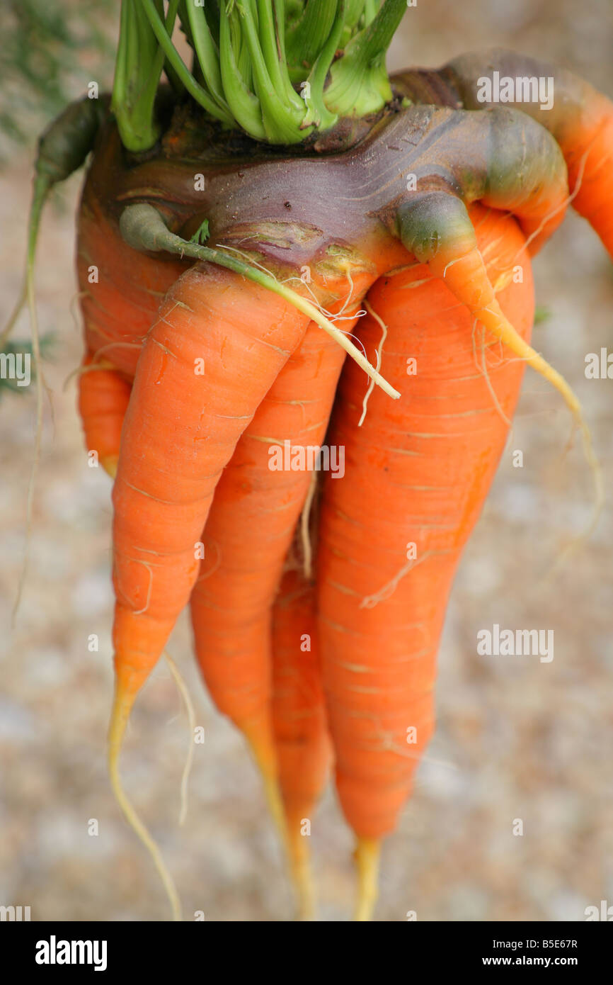 Bunch of carrots Stock Photo Alamy