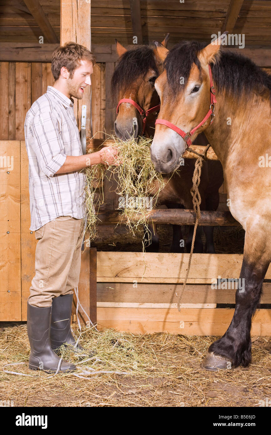 Farmer feeding hay to horses in stable Stock Photo Alamy
