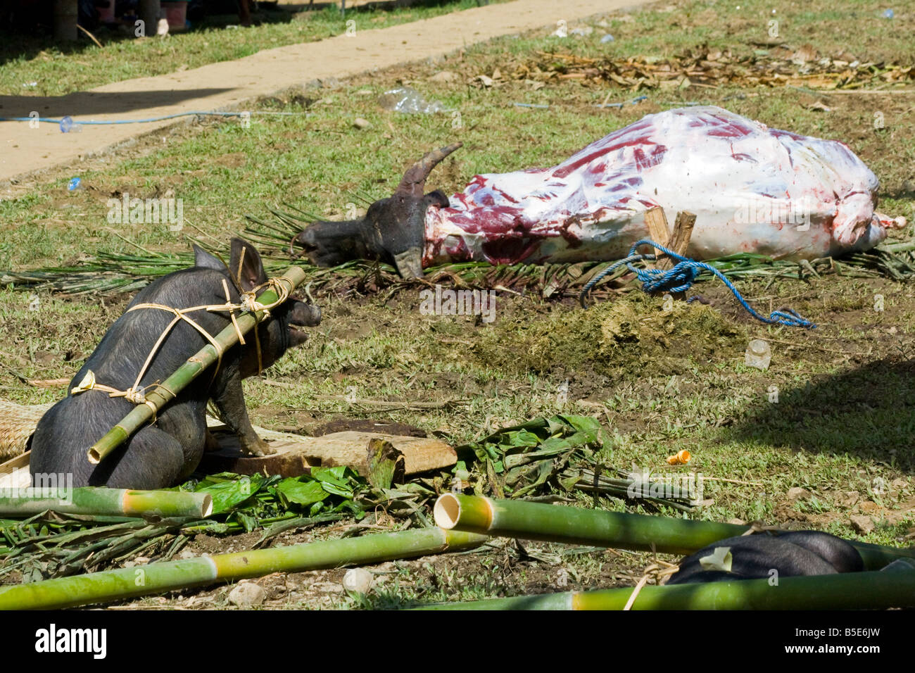 Animal Slaughter at a Funeral Ceremony at Tallunglipu Village in Tana Toraja on Sulawesi in Indonesia Stock Photo