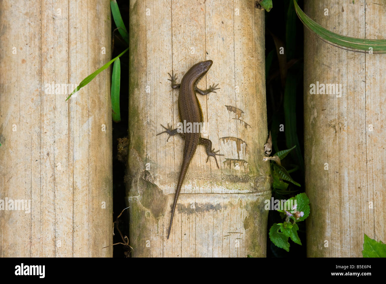 1,800+ Newt Lizard Pictures Stock Photos, Pictures & Royalty-Free