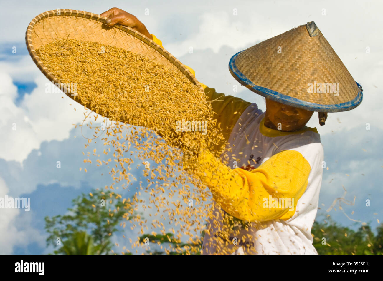 Indonesian Rice Farmer in Tana Toraja on Sulawesi Stock Photo