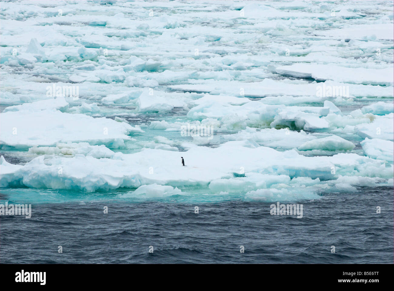 Lonely adelie penguin on pack ice Stock Photo