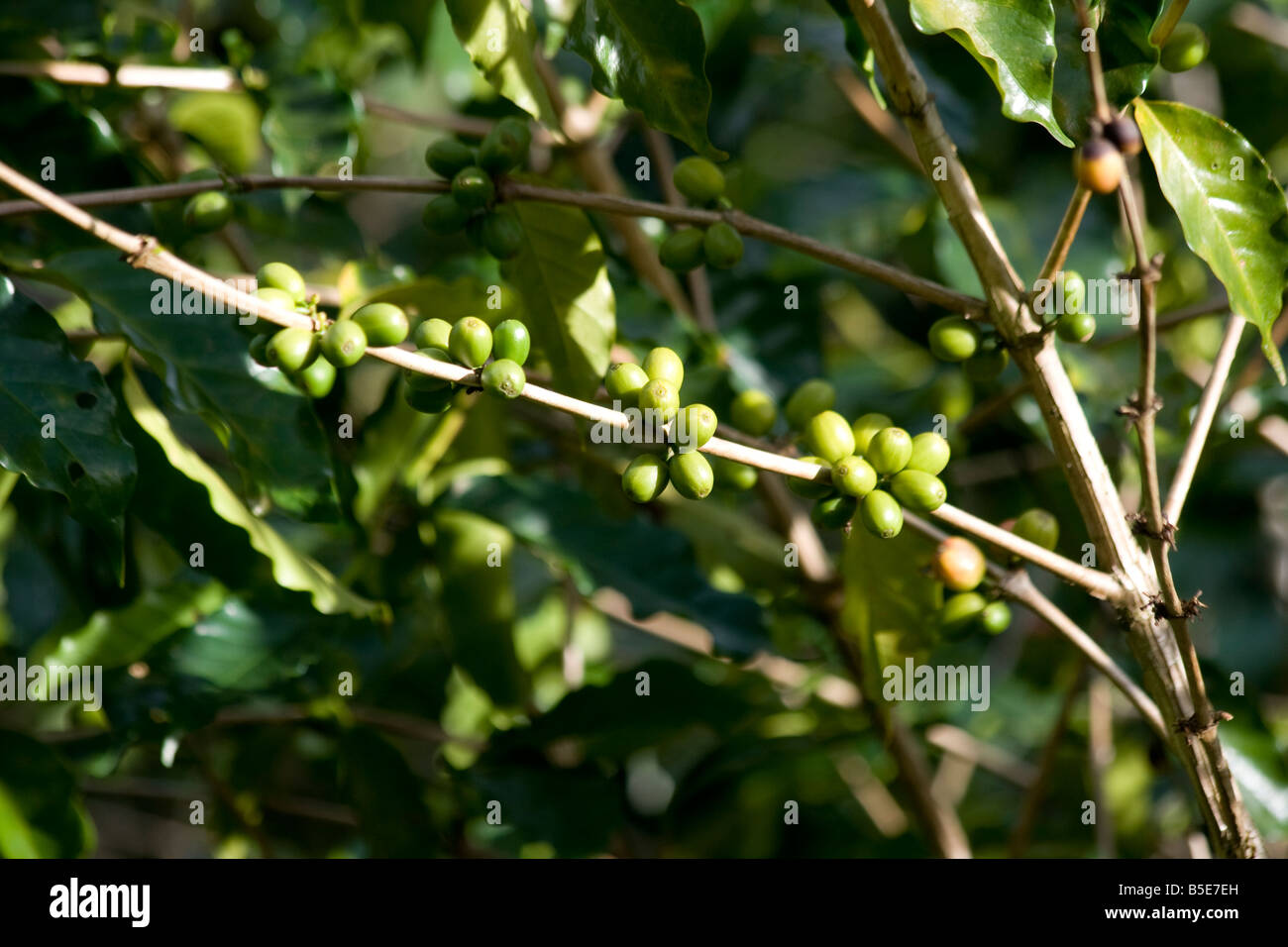 Green Coffee Beans in Tana Toraja on Sulawesi in Indonesia Stock Photo