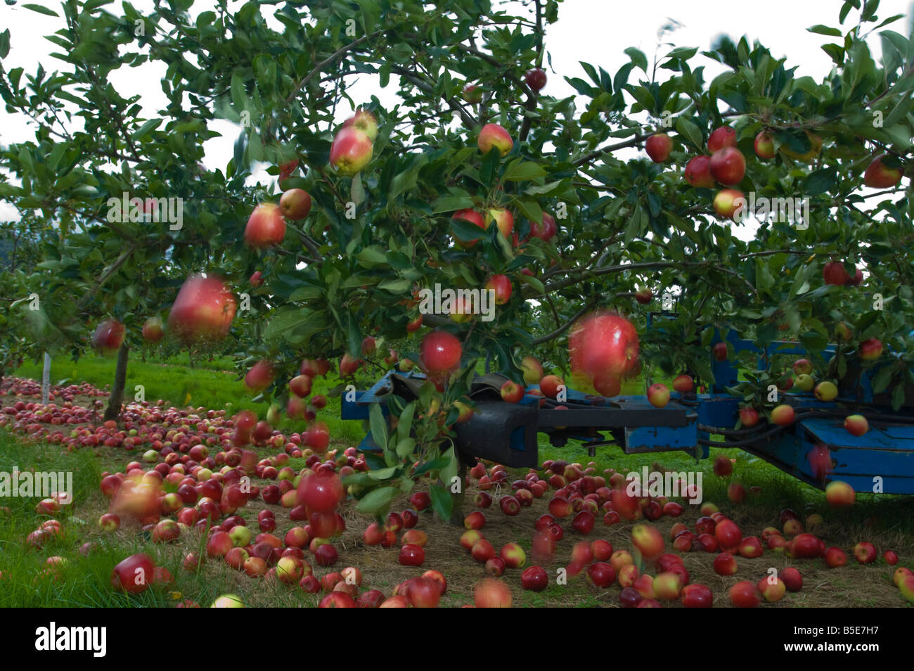 Machine harvesting Katy cider apples by shaking the trees Thatchers Cider Orchard Sandford Somerset England Stock Photo