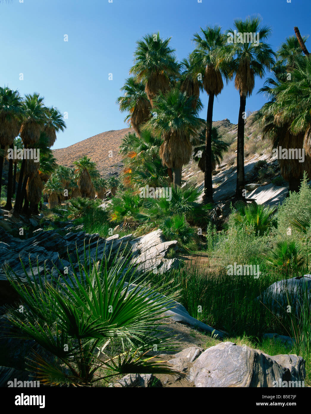 Lush vegetation including palm trees on the banks of a creek in Palm