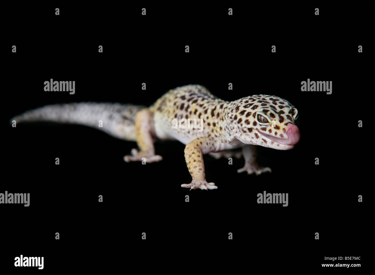 Live Female Leopard Gecko on a black background Stock Photo