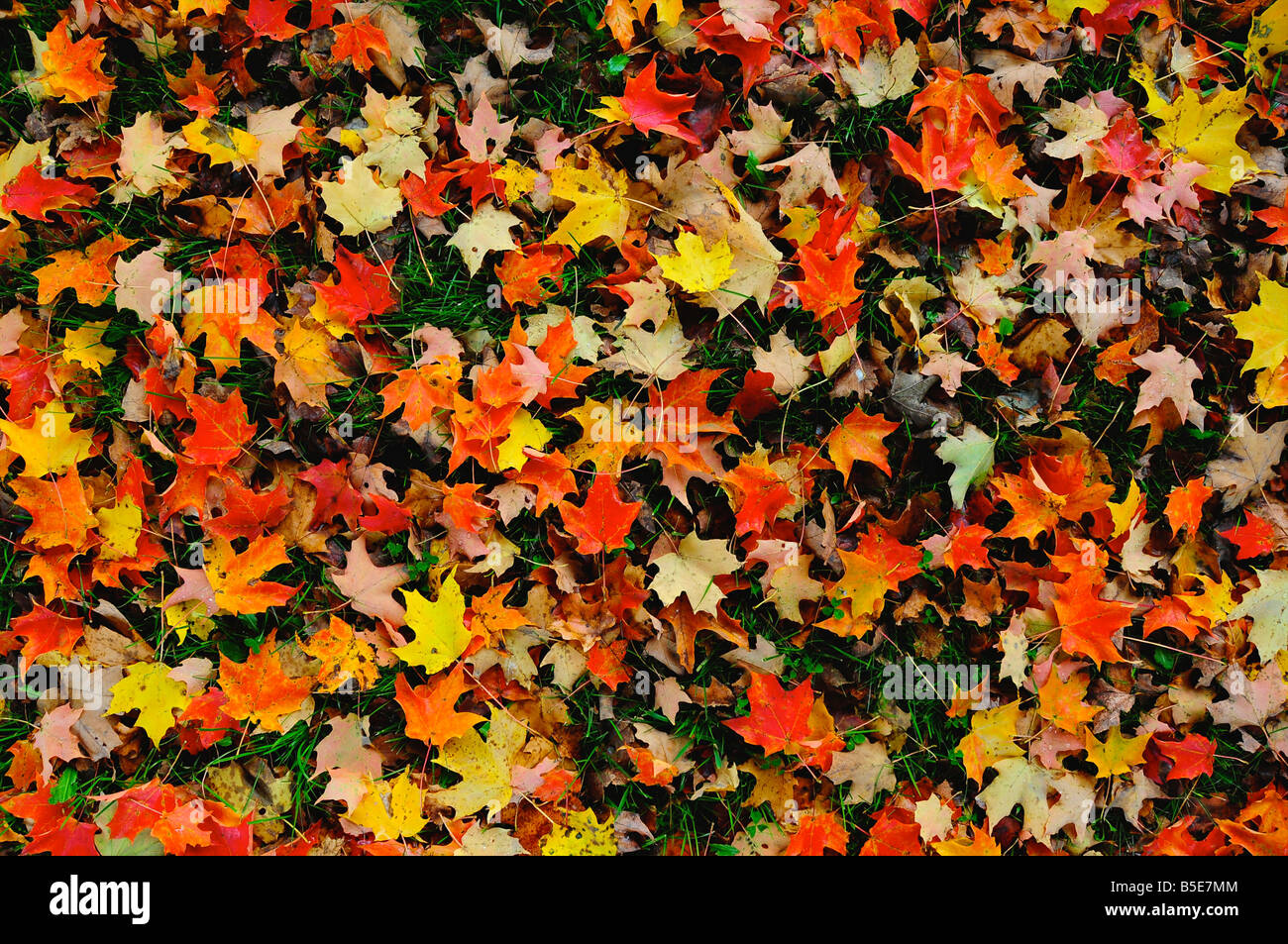Leaves changing colour during fall, Vermont, USA Stock Photo Alamy