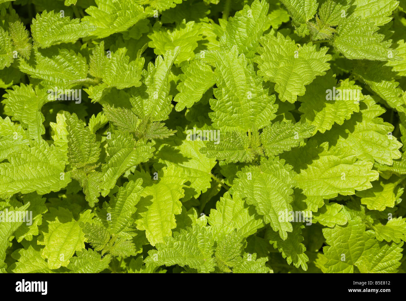 Common Nettle plant growing in Norfolk England UK Stock Photo Alamy