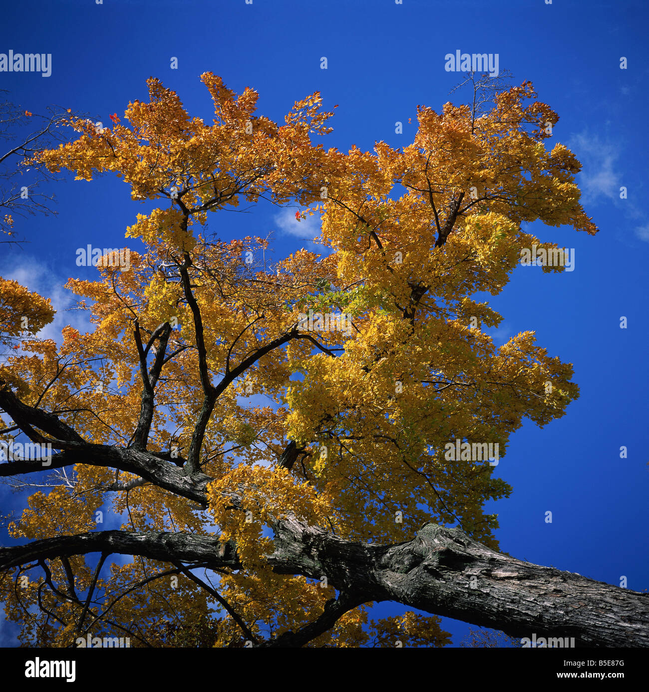 Maple tree in fall colours at Chautauqua Institution New York State New