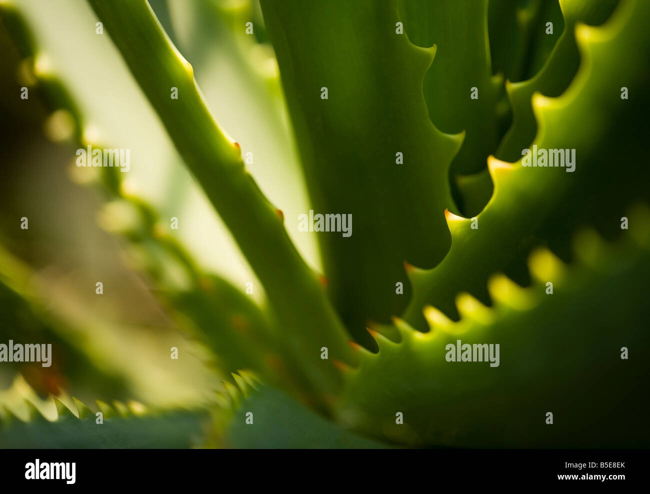 Semi abstract image of a green plant Stock Photo
