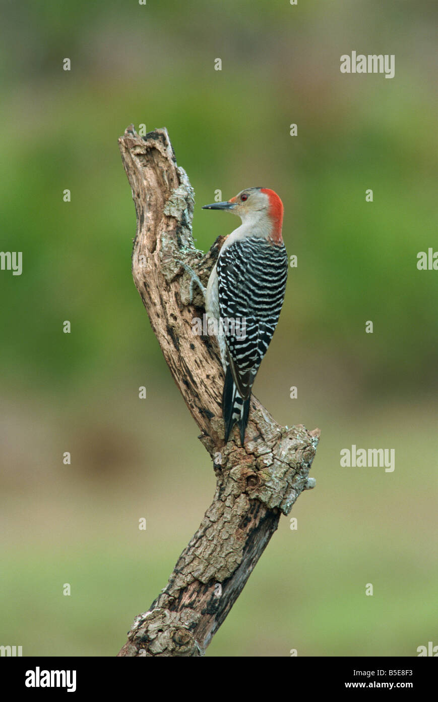 Red bellied Woodpecker South Florida USA R Rainford Stock Photo