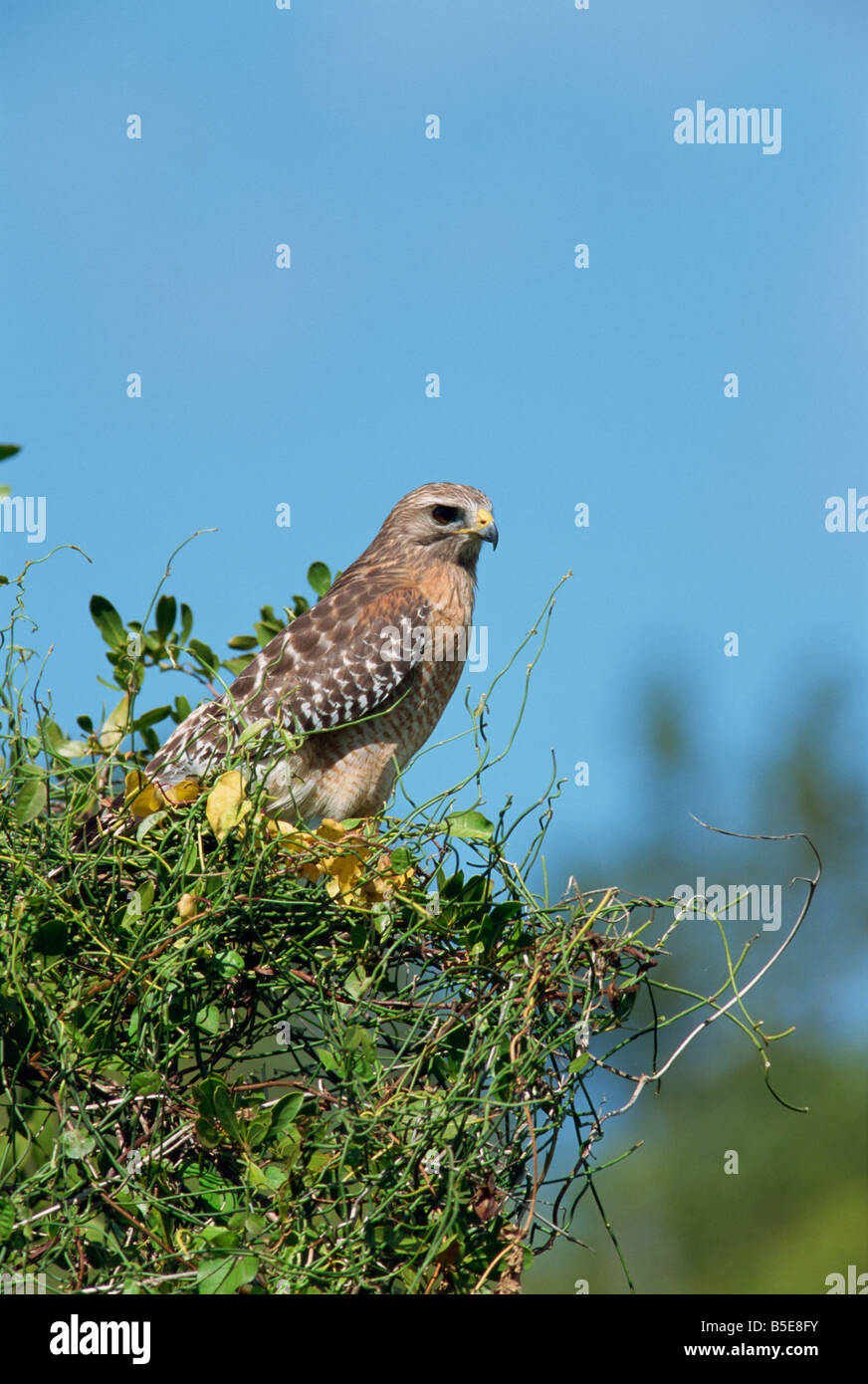 Red Shouldered Hawk South Florida USA R Rainford Stock Photo