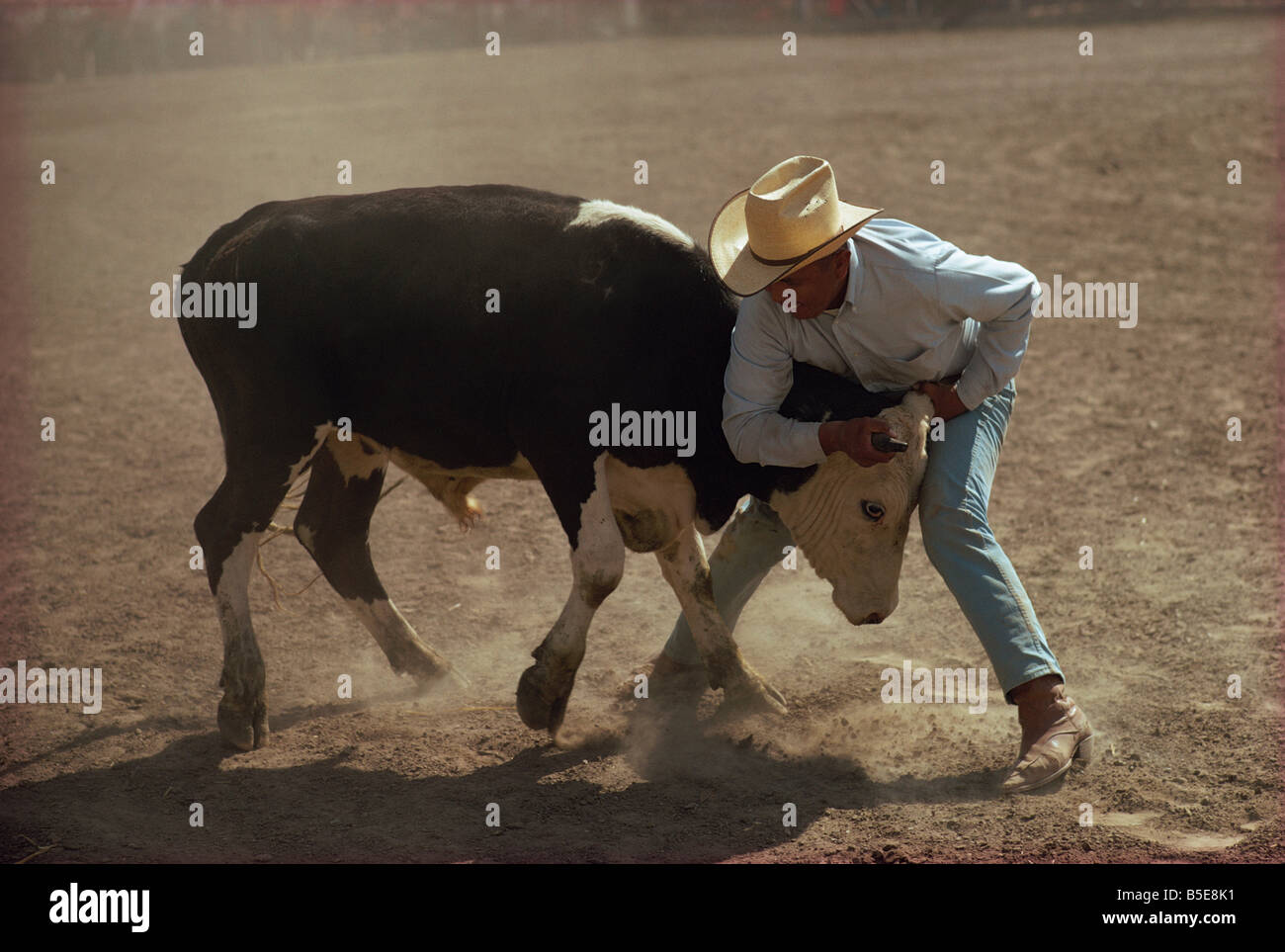 Cowboy wrestling a cow, New Mexico, USA, North America Stock Photo - Alamy