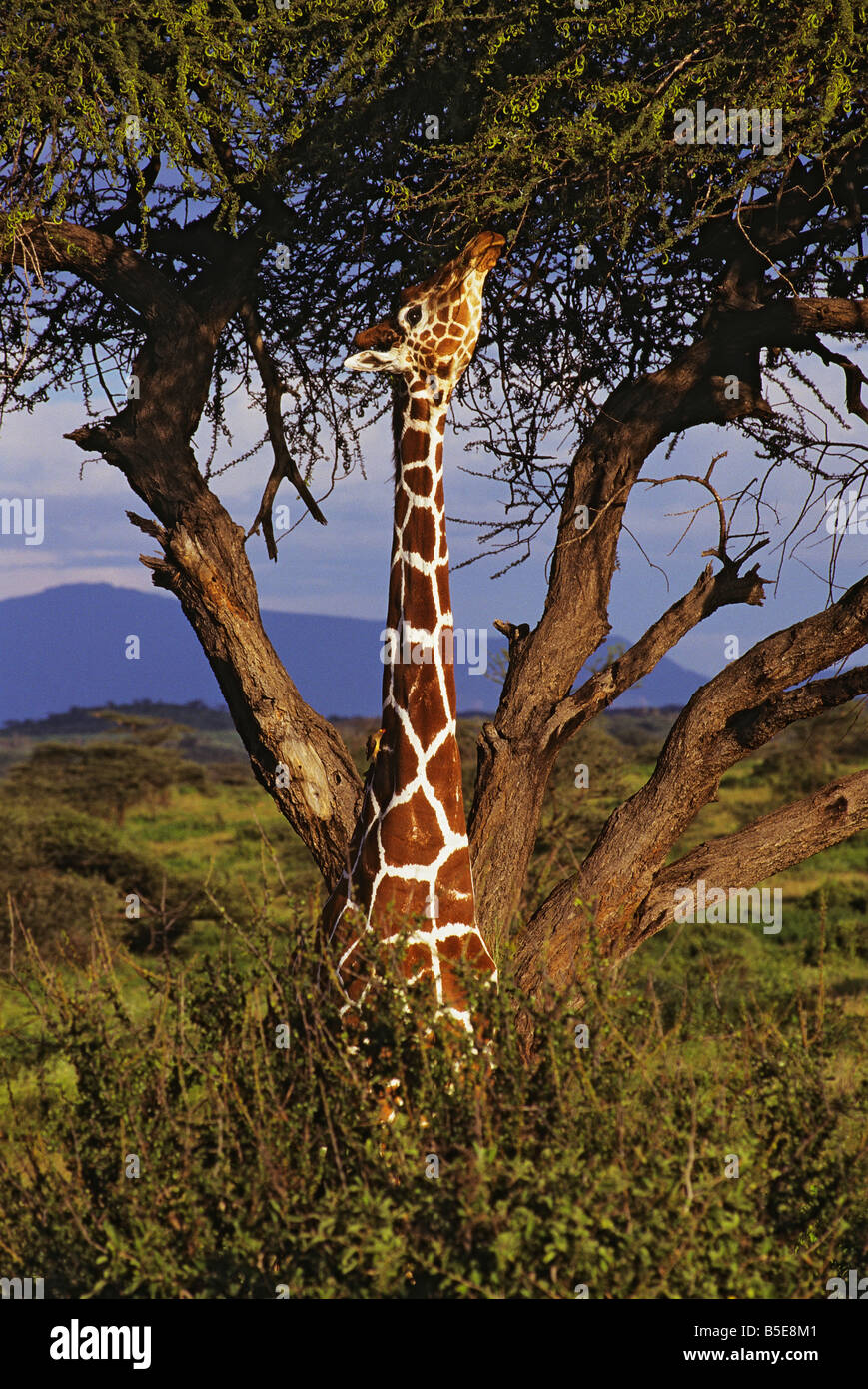 Giraffe Using its Long Neck in an Acacia Tree Stock Photo