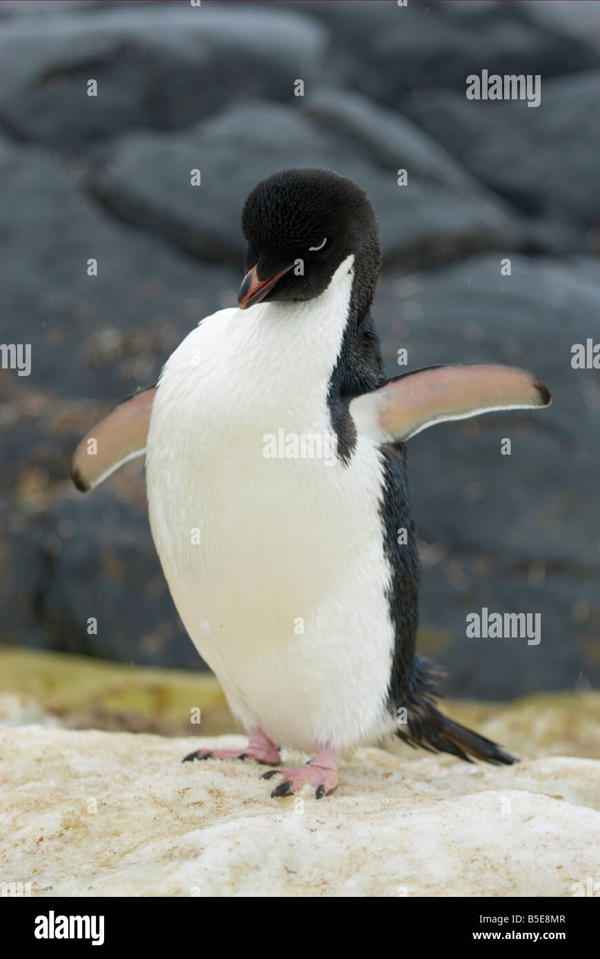 Adelie penguin with spreaded wings Stock Photo