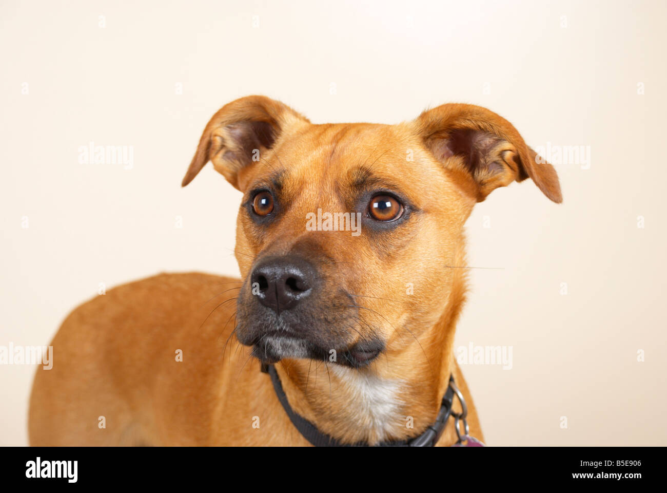 Sandy (a boxer / staffordshire terrier mix) Stock Photo