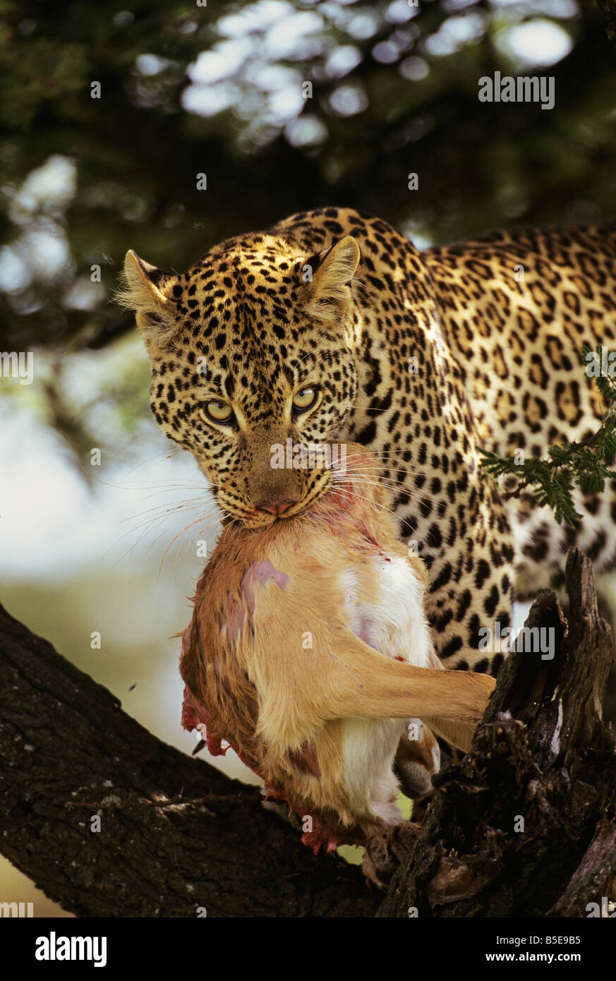 Powerful Leopard Stock Photo