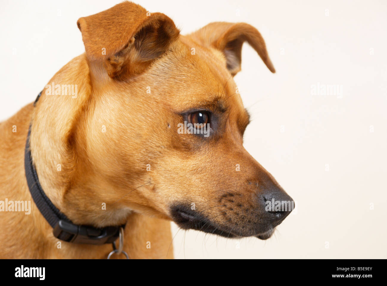 Sandy (a boxer / staffordshire terrier mix) Stock Photo