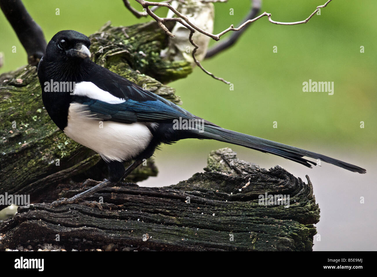 MAGPIE Pica pica member of the crow family resident in UK Stock Photo