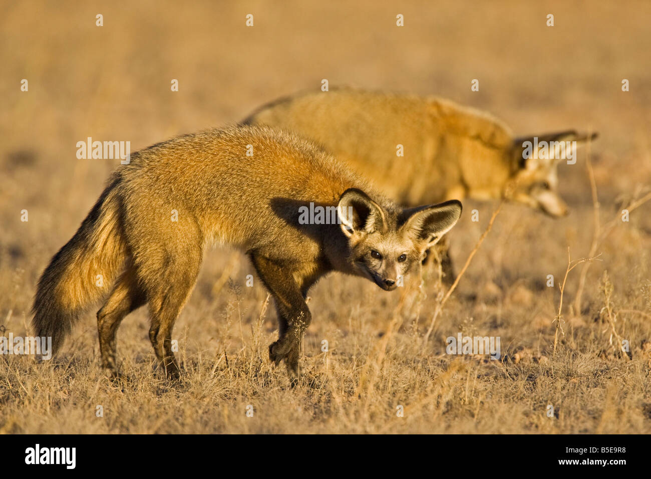 Africa, Namibia, Bat-eared fox (Otocyon megalotis) in field Stock Photo ...