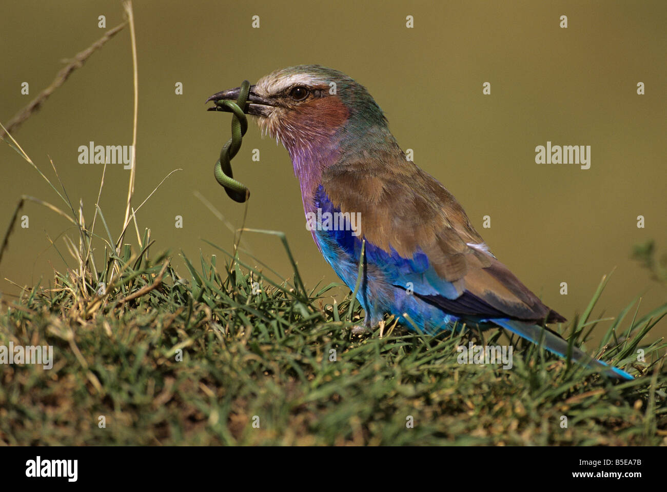 Lilac-breasted Roller with Baby Green Snake Stock Photo
