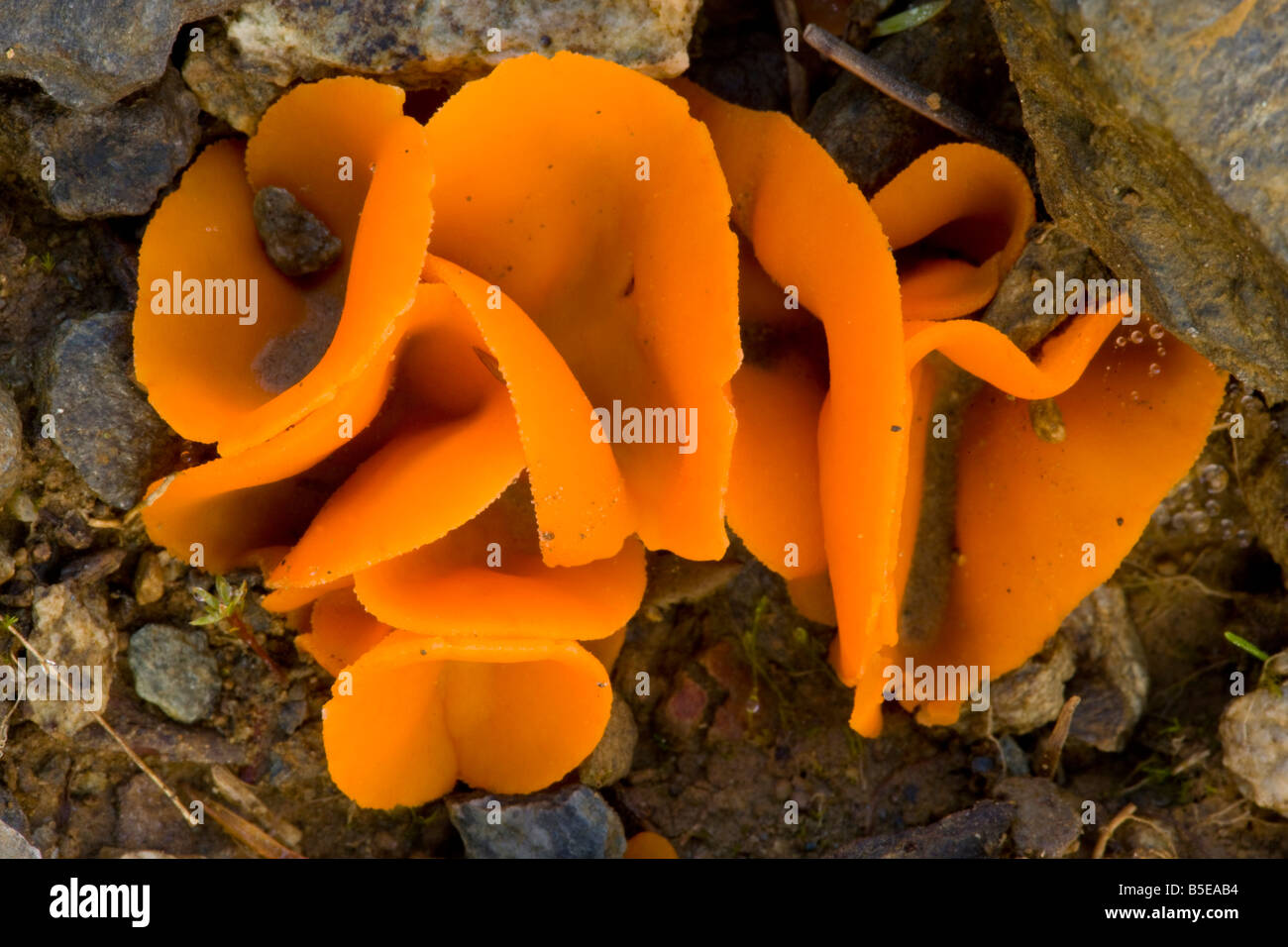 Orange peel fungus Aleuria aurantia Peziza Romania Stock Photo