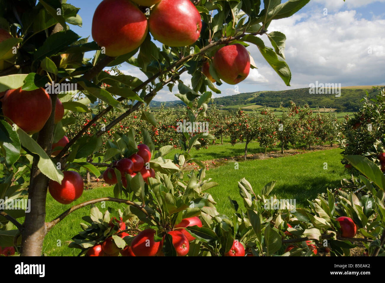 Katy cider apples Thatchers Cider Orchard Sandford Somerset England