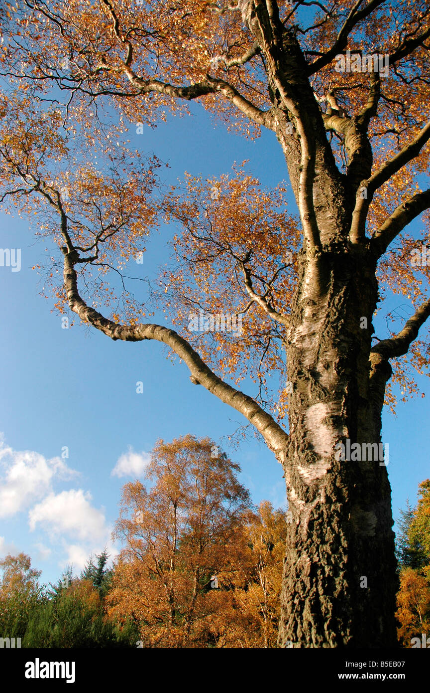 Silver birch trees in autumn. Stock Photo