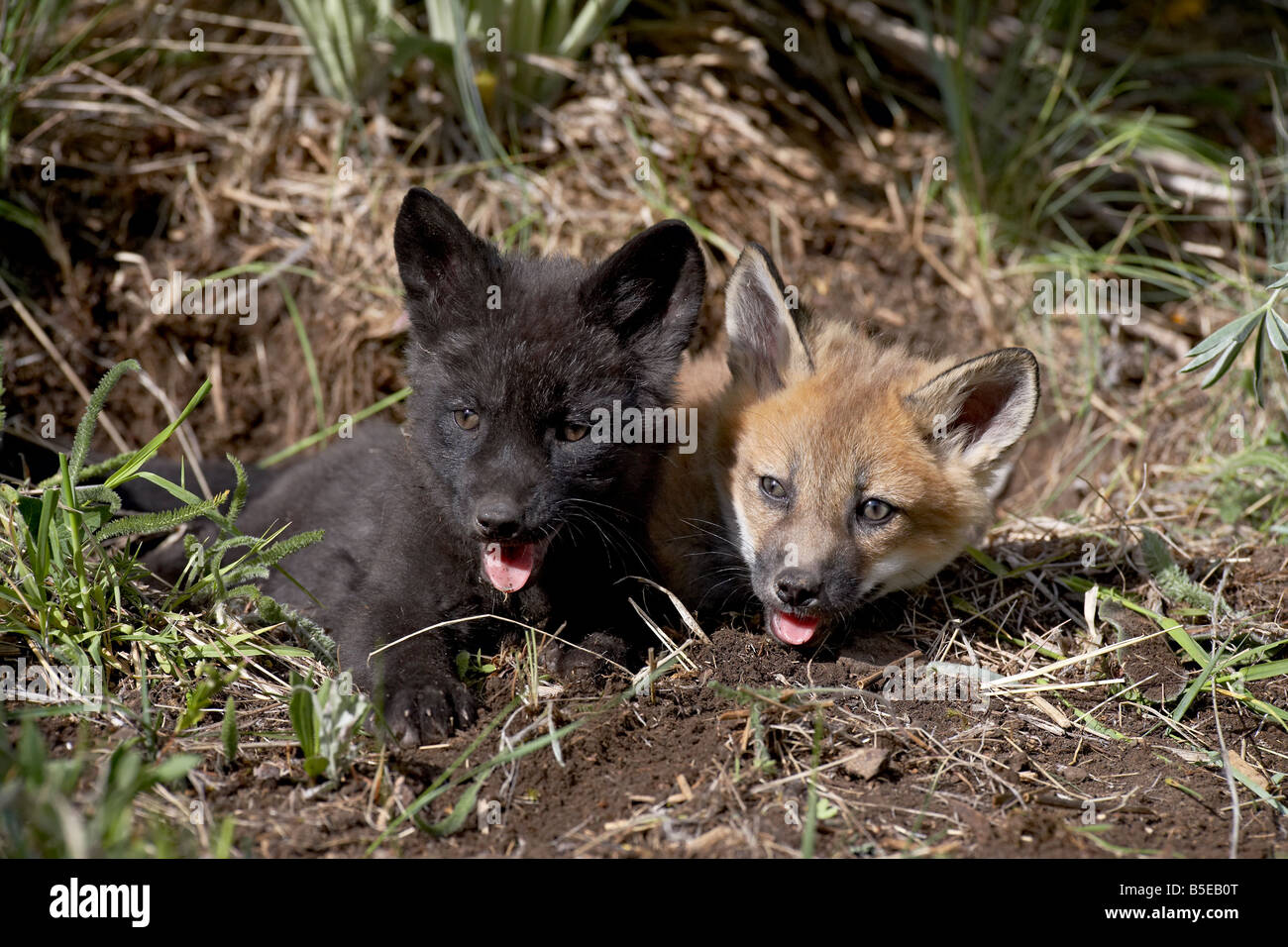Red fox (Vulpes fulva) kits, one black phase, in captivity, Animals of Montana, Bozeman, Montana, USA, North America Stock Photo