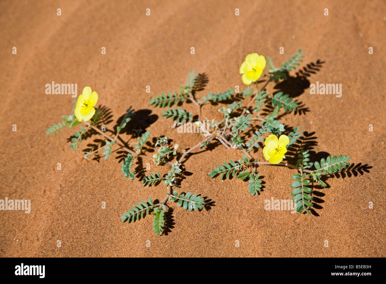 Africa, Namibia, Namib Desert, Morning star flowers (Carex grayi), elevated view Stock Photo