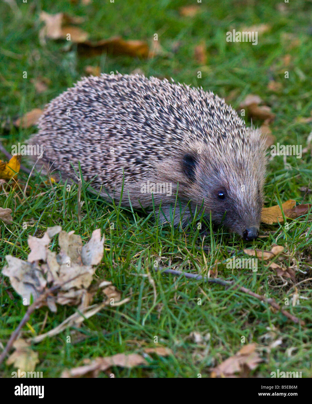 Western hedgehog european hedgehog erinaceus hires stock photography