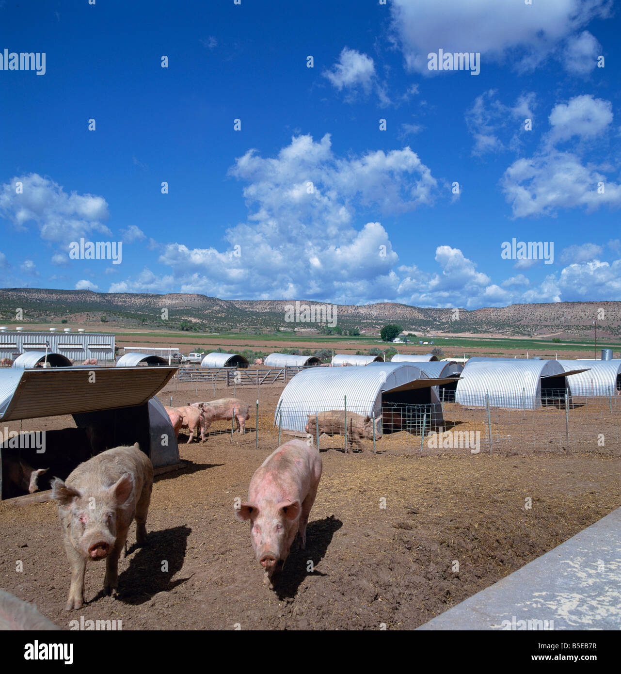 Pigs and metal styes on a pig farm in Colorado USA T Gervis Stock Photo