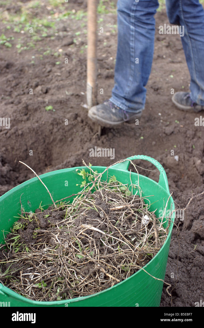 Digging and weeding on an allotment plot Stock Photo